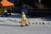 Clubmeisterschaft | Vereinerennen - Super Bambini