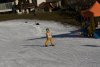 Clubmeisterschaft | Vereinerennen - Super Bambini