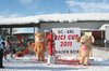 Nicicup Durchholzen 29.01.2011